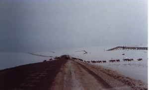 caribou herd