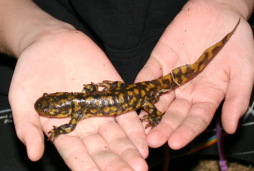 salamander