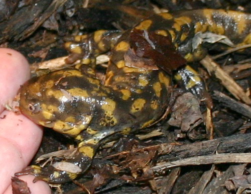 salamander