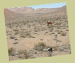 lake-mead03.jpg