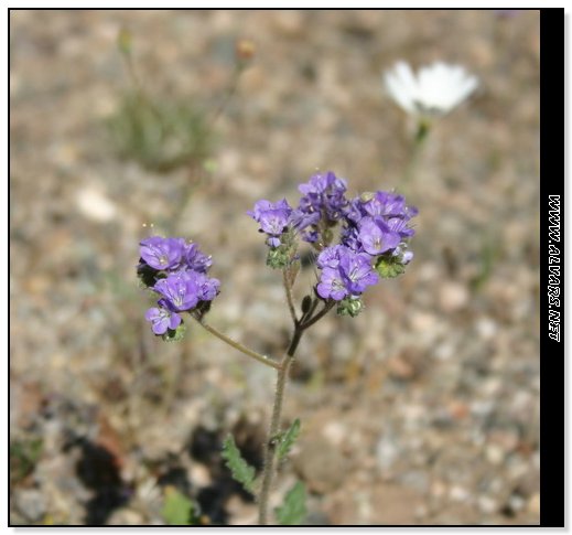 flowers1.jpg