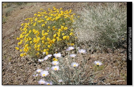 flowers2.jpg
