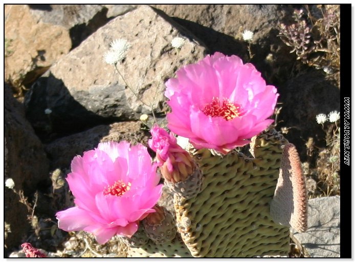 flowers6.jpg