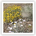 flowers2.jpg