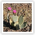flowers5.jpg