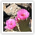 flowers6.jpg